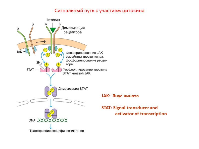 Сигнальный путь с участием цитокина JAK:  Янус киназа  STAT: Signal transducer and